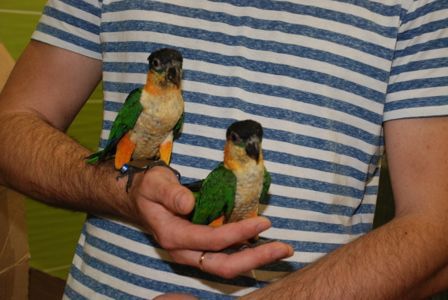 белобрюхий попугай каик, черноголовый каик - ручные птенцы выкормыши