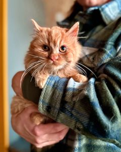 Мандаринка