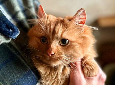 Мандаринка