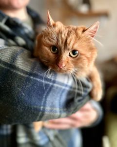 Мандаринка