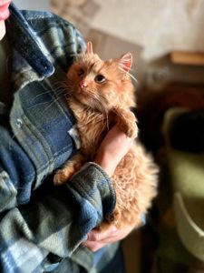 Мандаринка