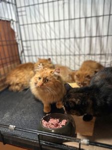 Мандаринка