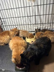 Мандаринка