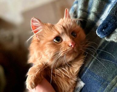 Мандаринка