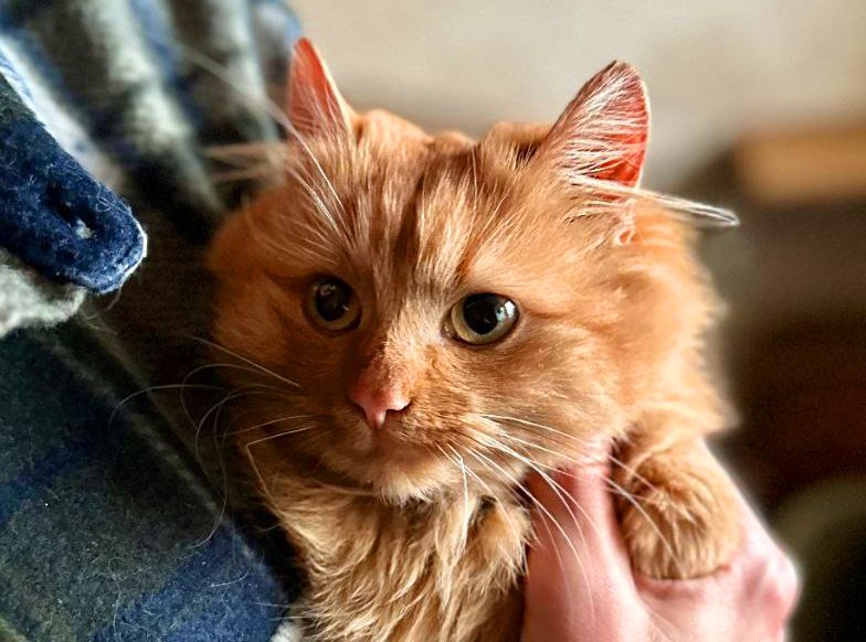 Мандаринка