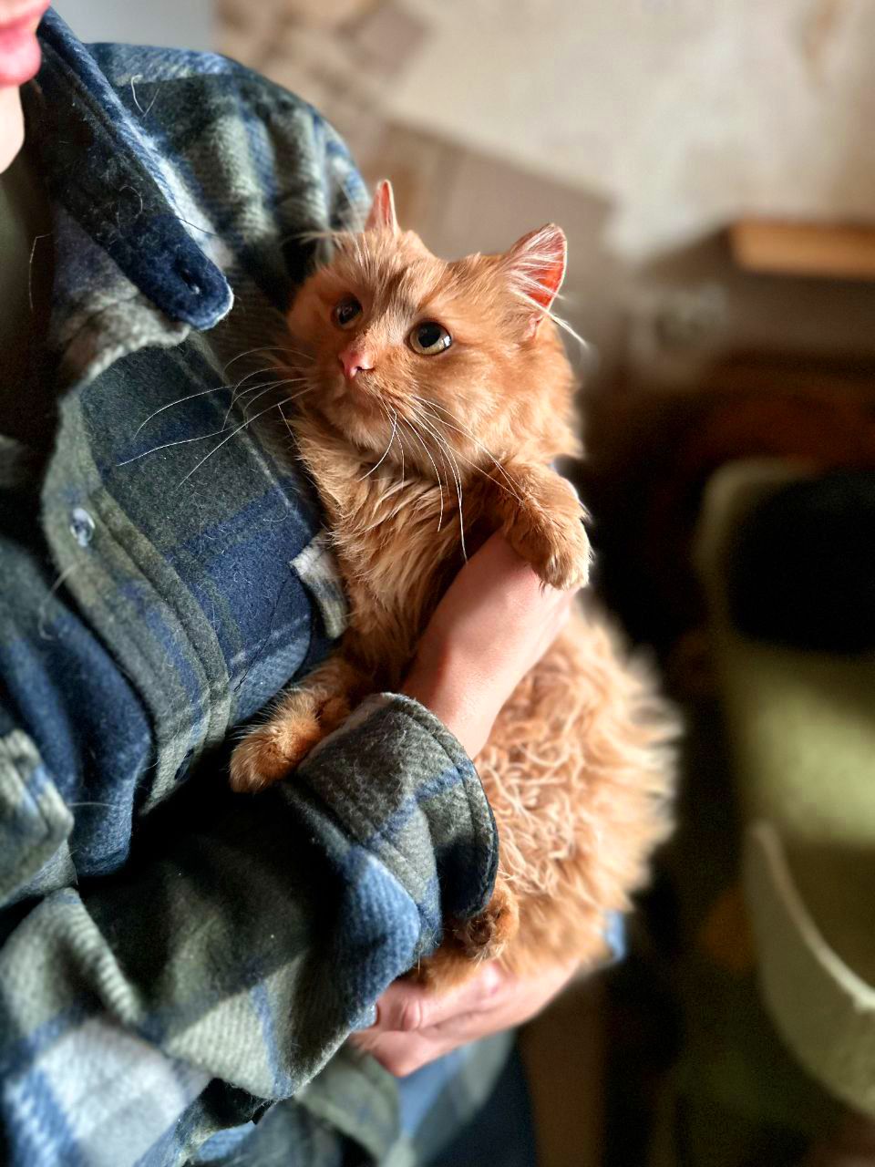 Мандаринка