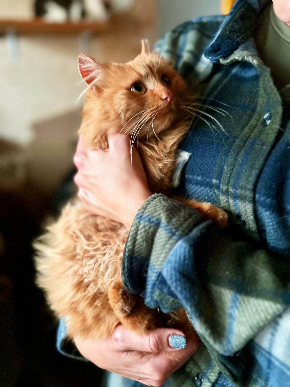 Мандаринка