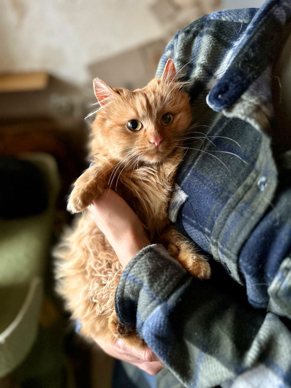 Мандаринка