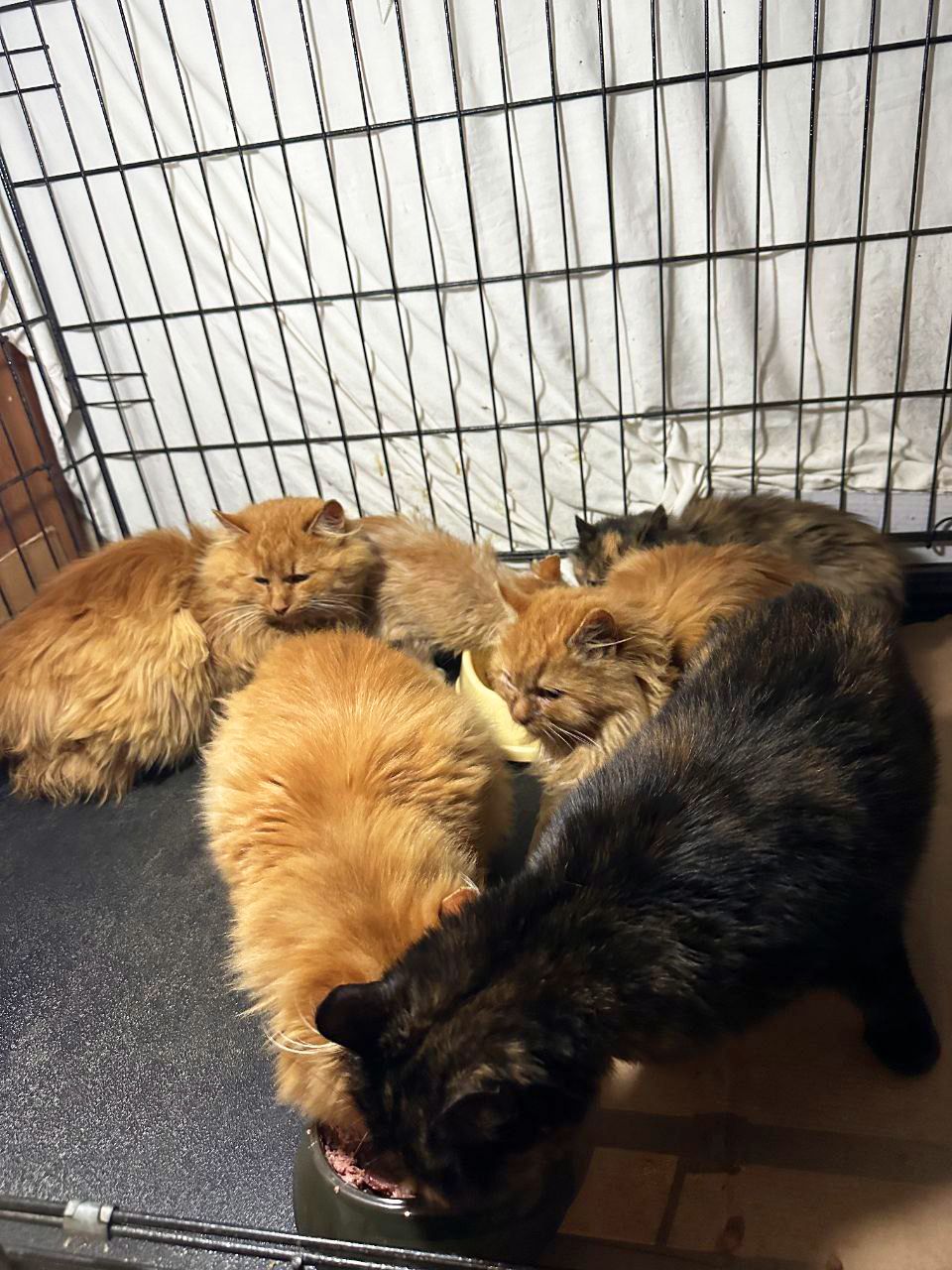 Мандаринка