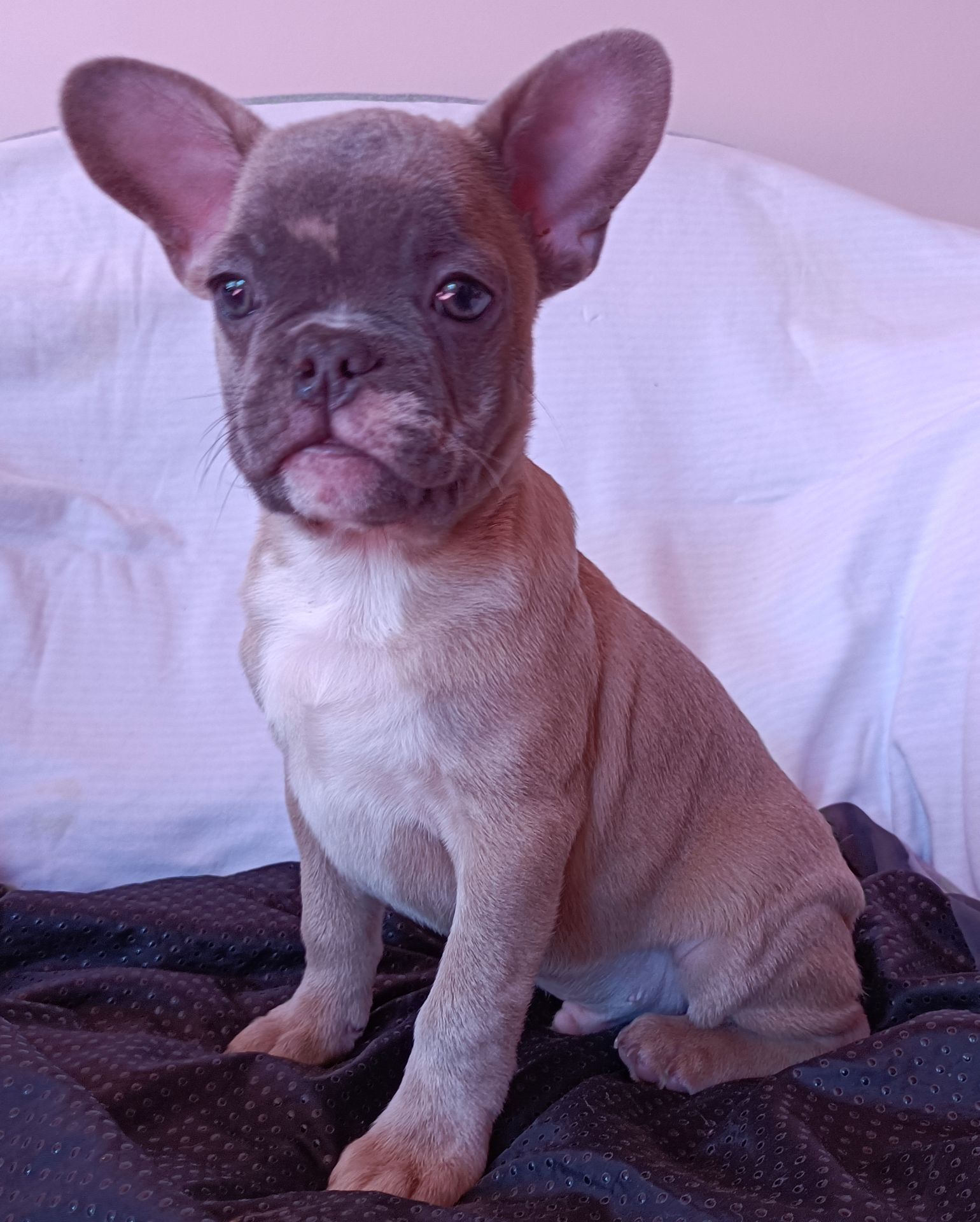 щенки французкого бульдога