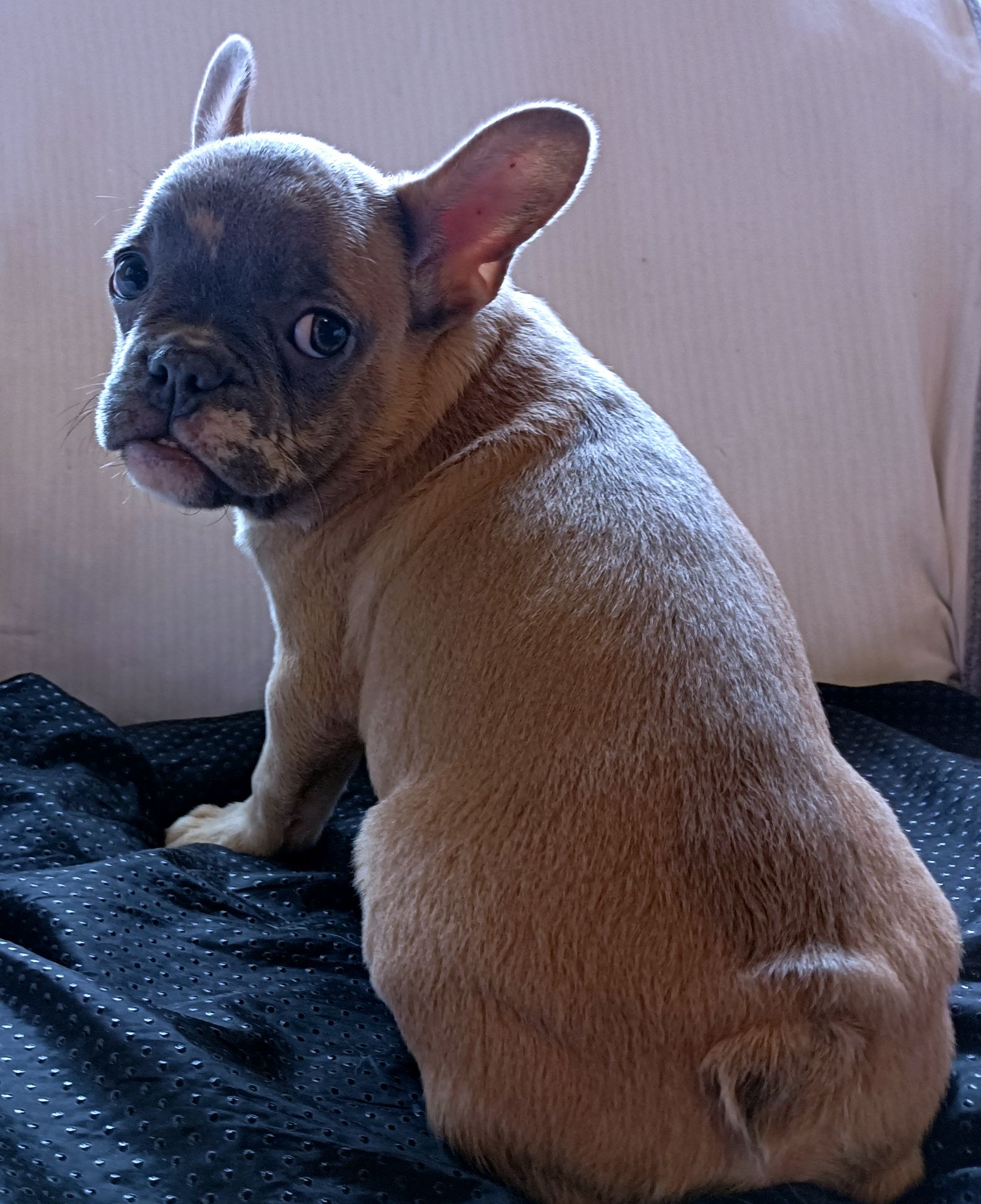 щенки французкого бульдога