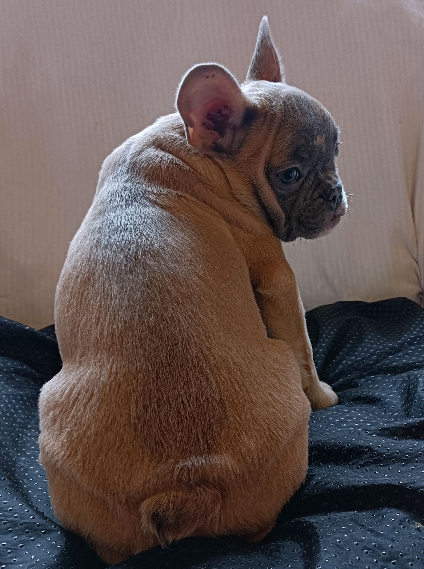 щенки французкого бульдога