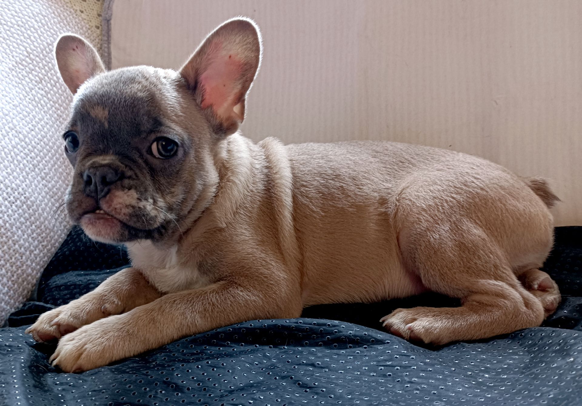 щенки французкого бульдога