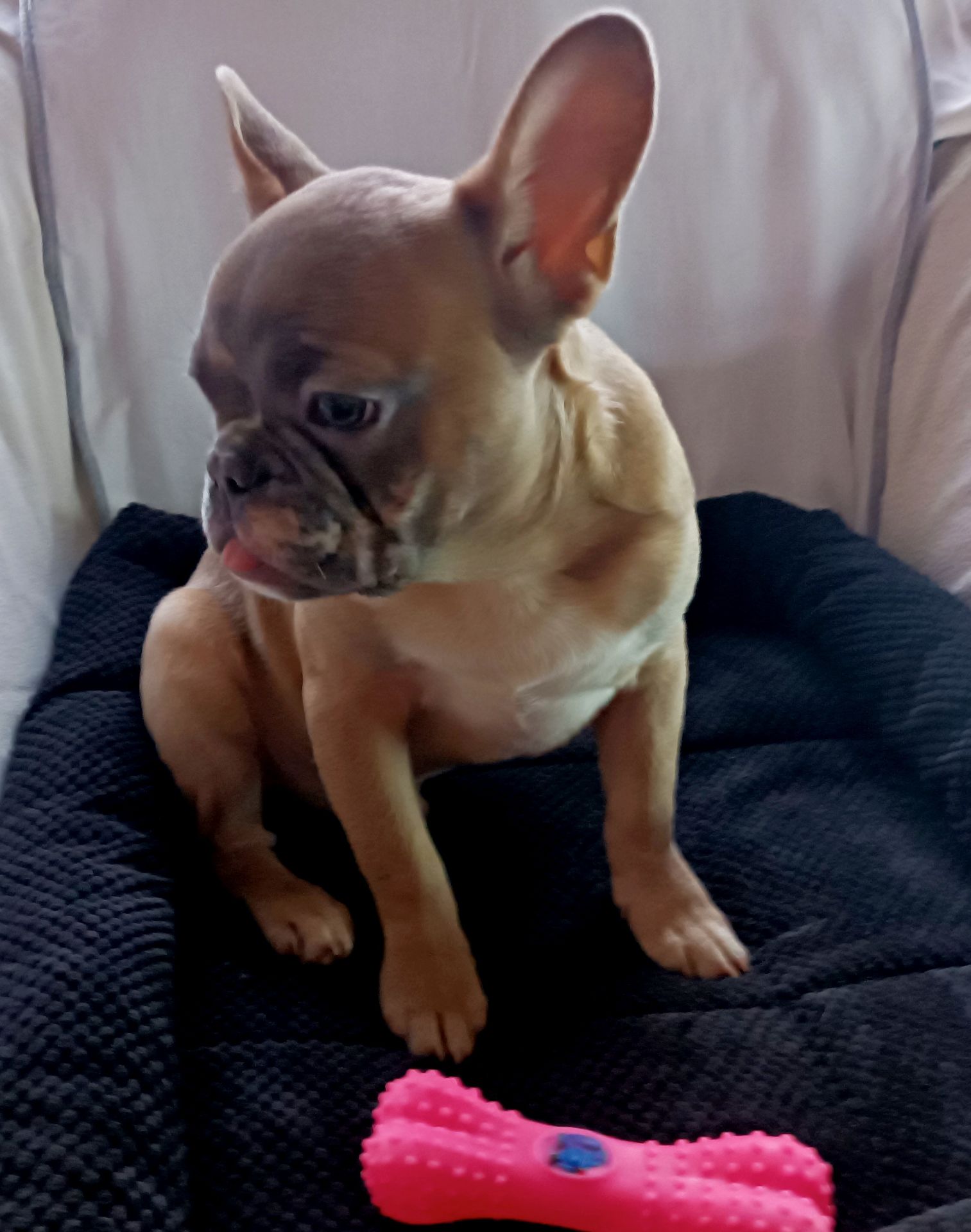 щенки французкого бульдога