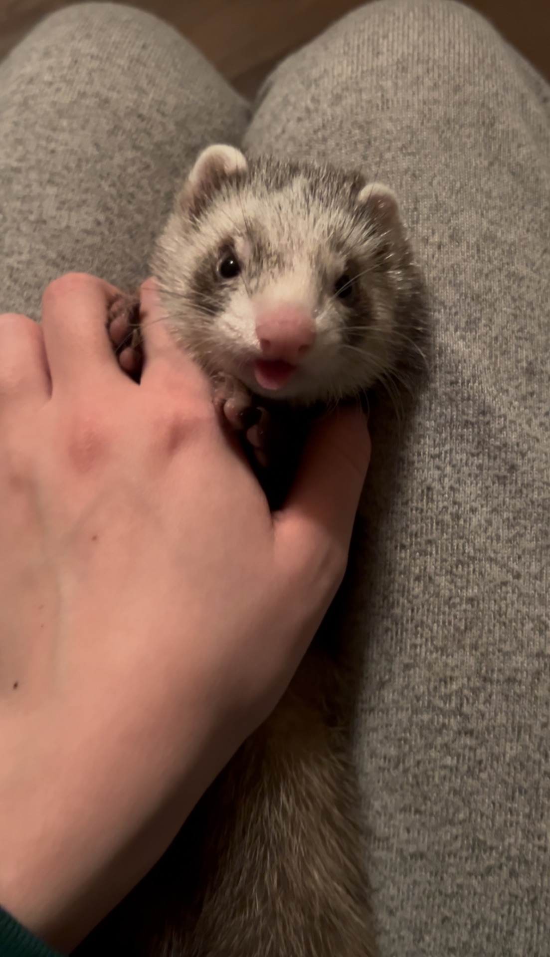 Тхір дівчинка