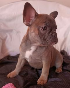 Цуценя французького бульдога