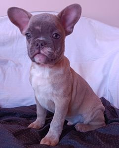 щенки французкого бульдога