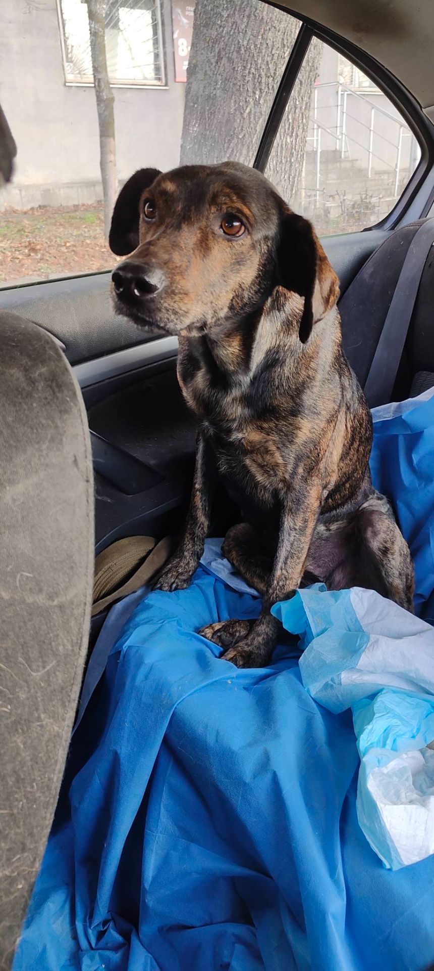 Тайра після переломів