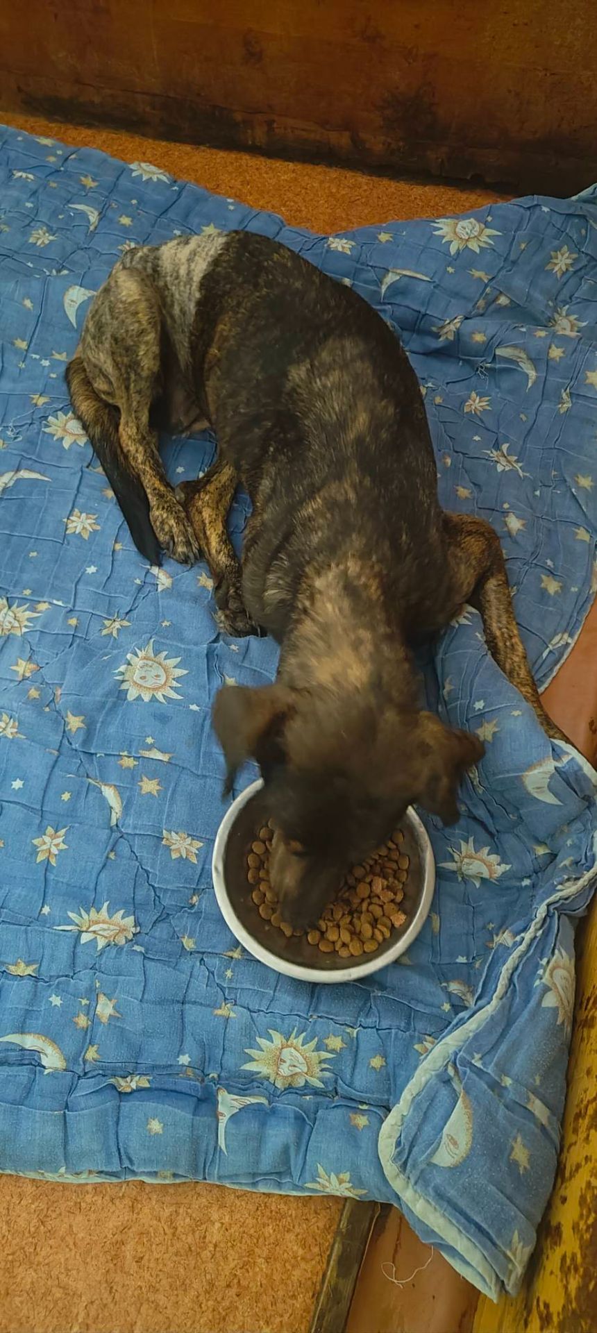 Тайра після переломів