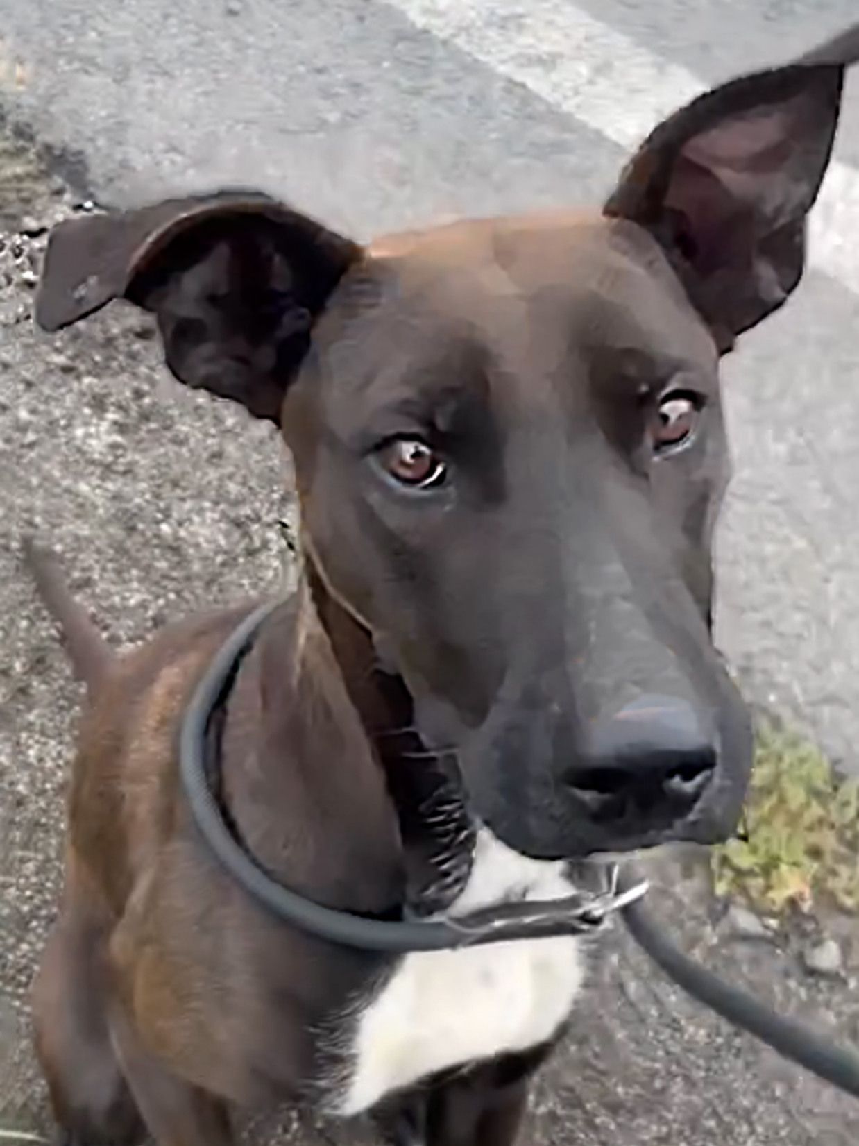 Цуценя Белла