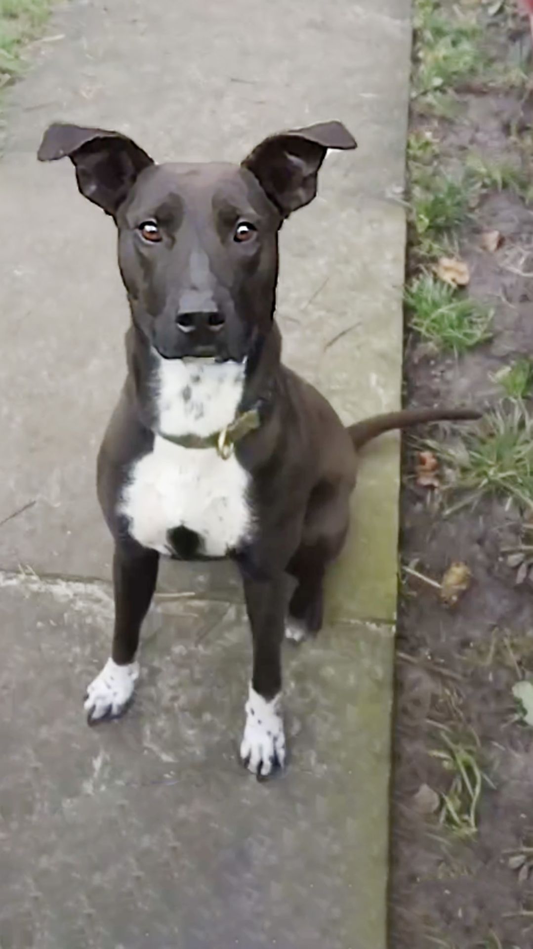 Цуценя Белла