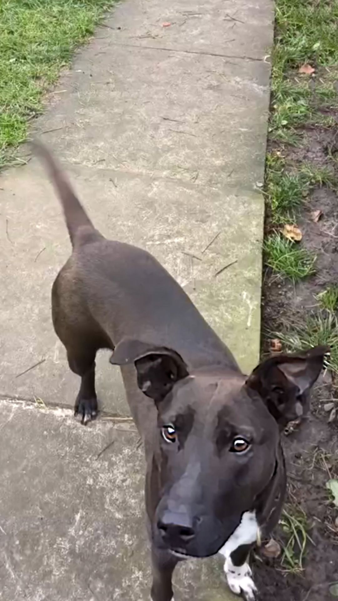 Цуценя Белла