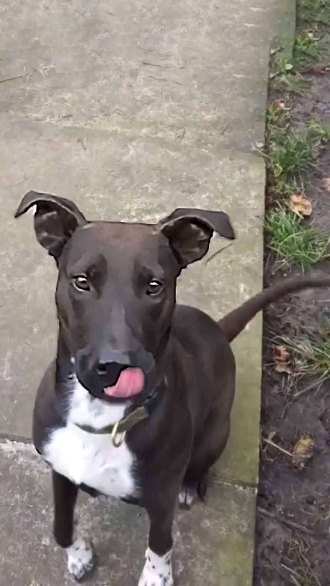 Цуценя Белла