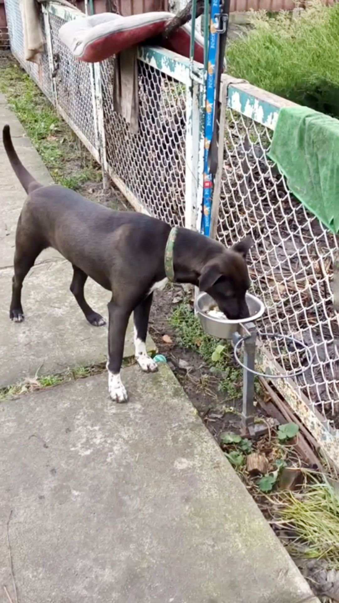 Цуценя Белла