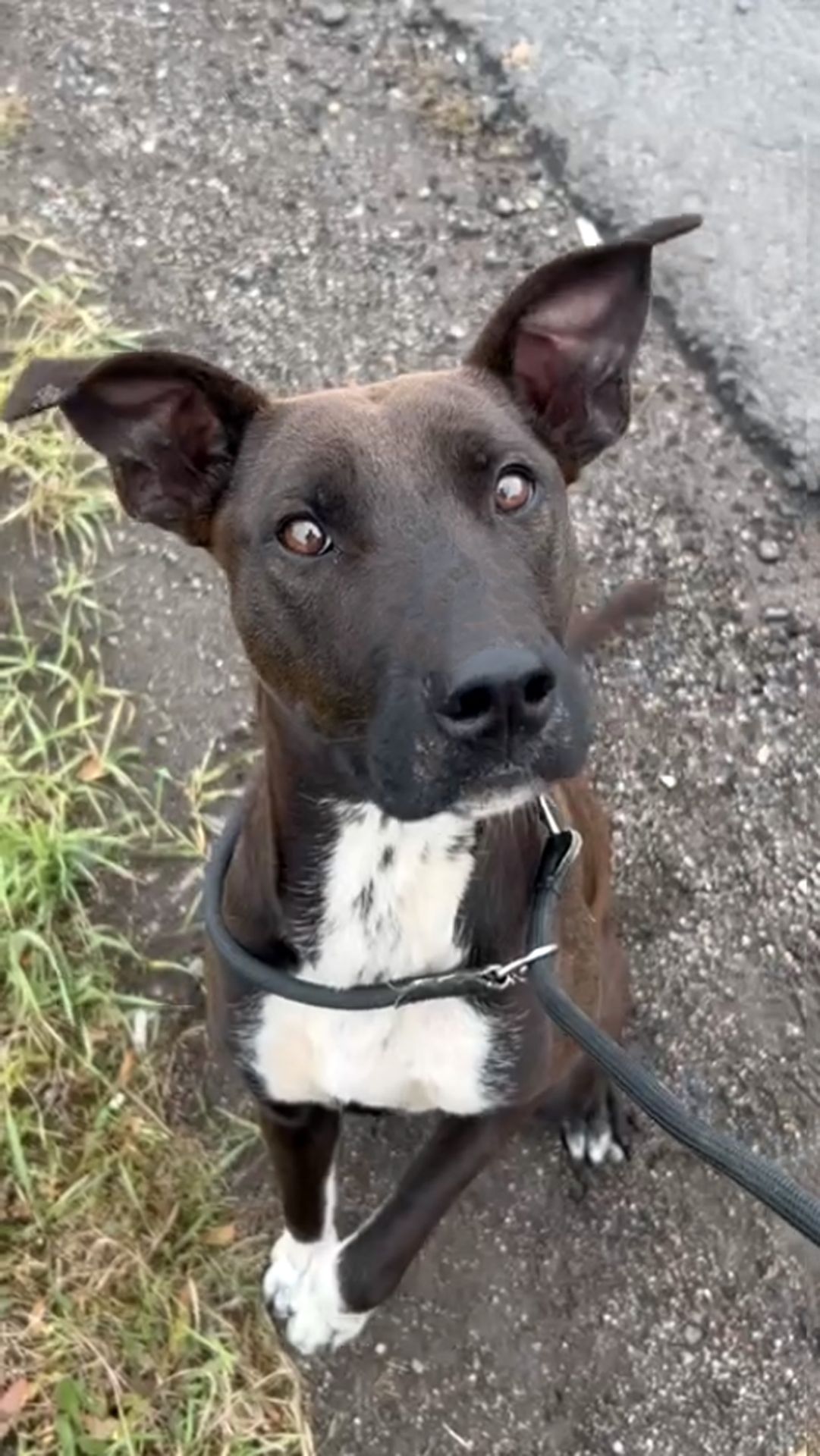 Цуценя Белла