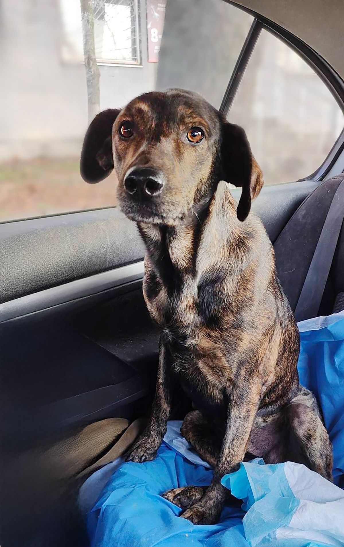 Тайра після переломів