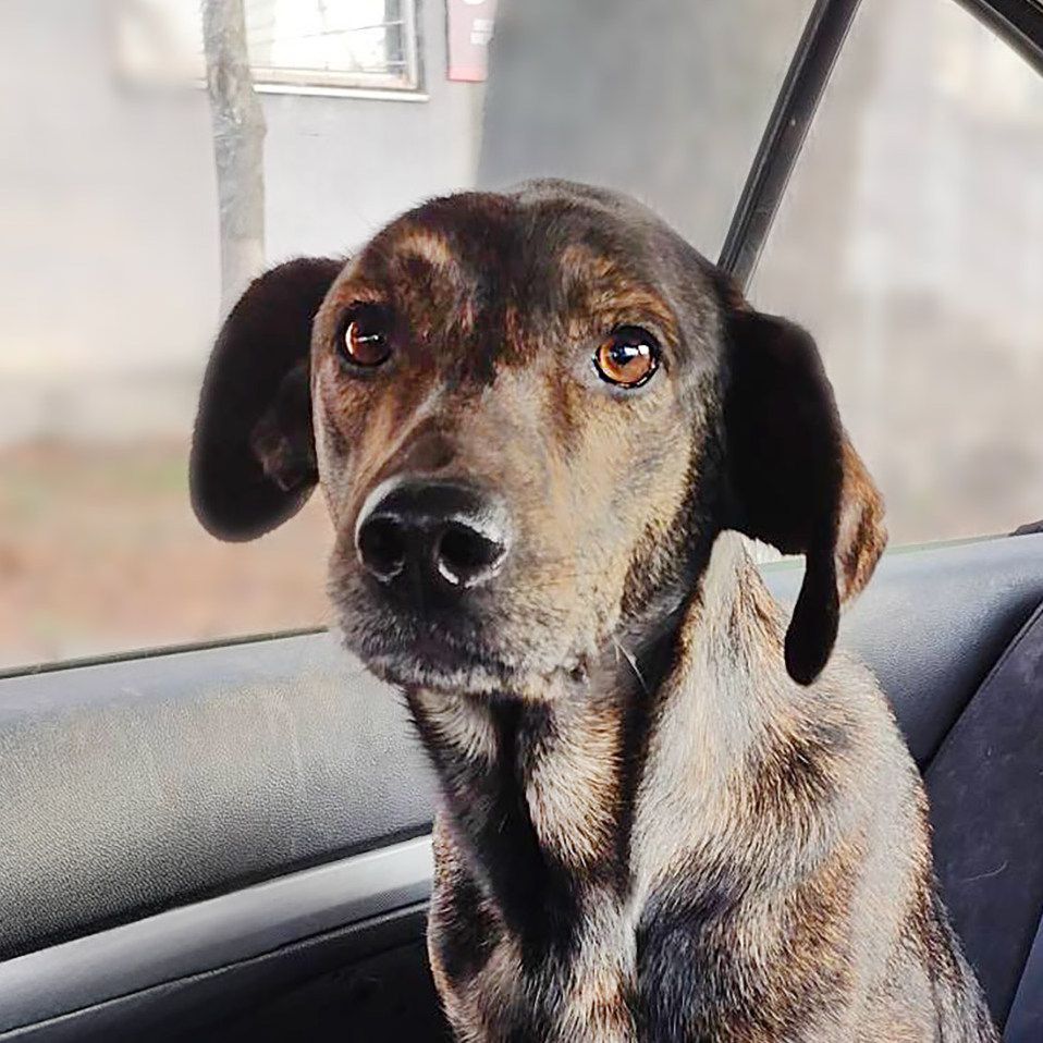 Тайра після переломів