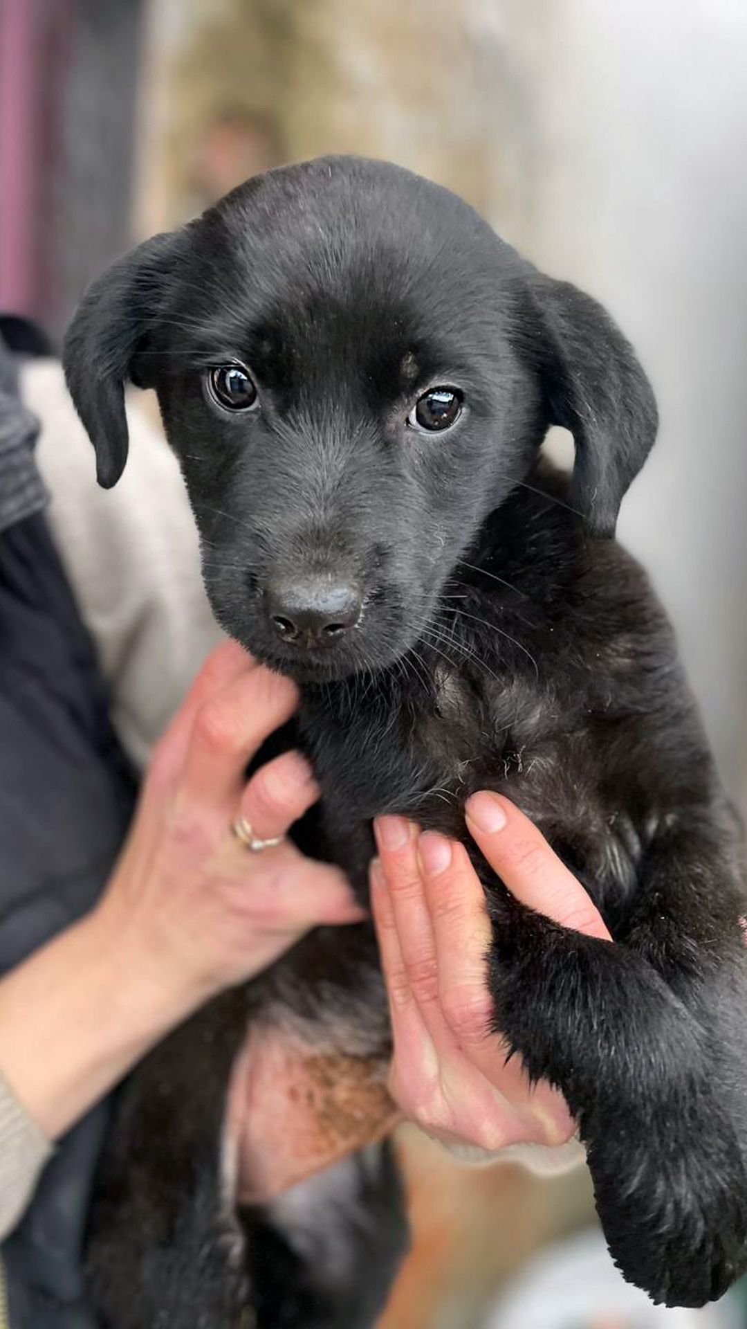 Цуценя Тіана