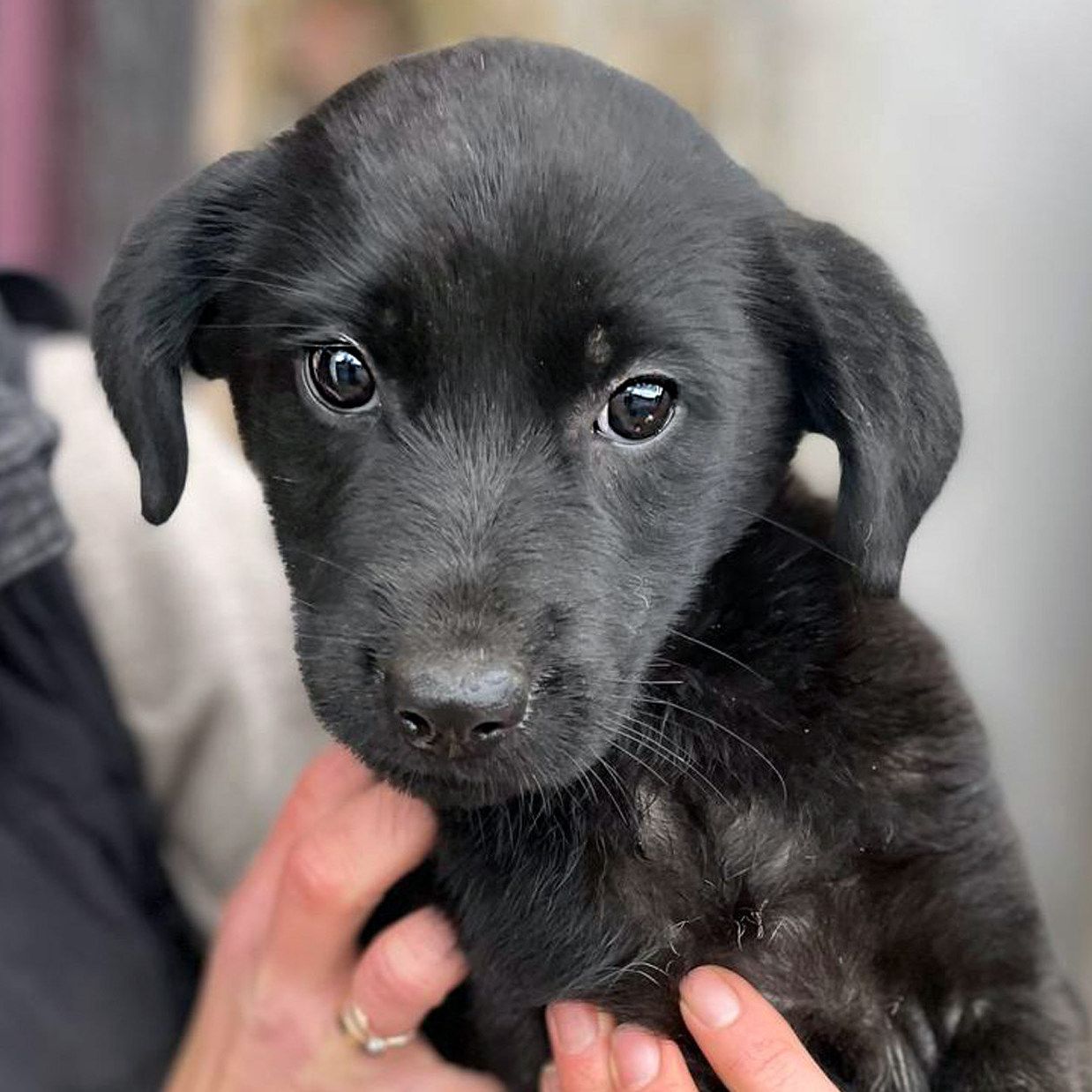 Цуценя Тіана