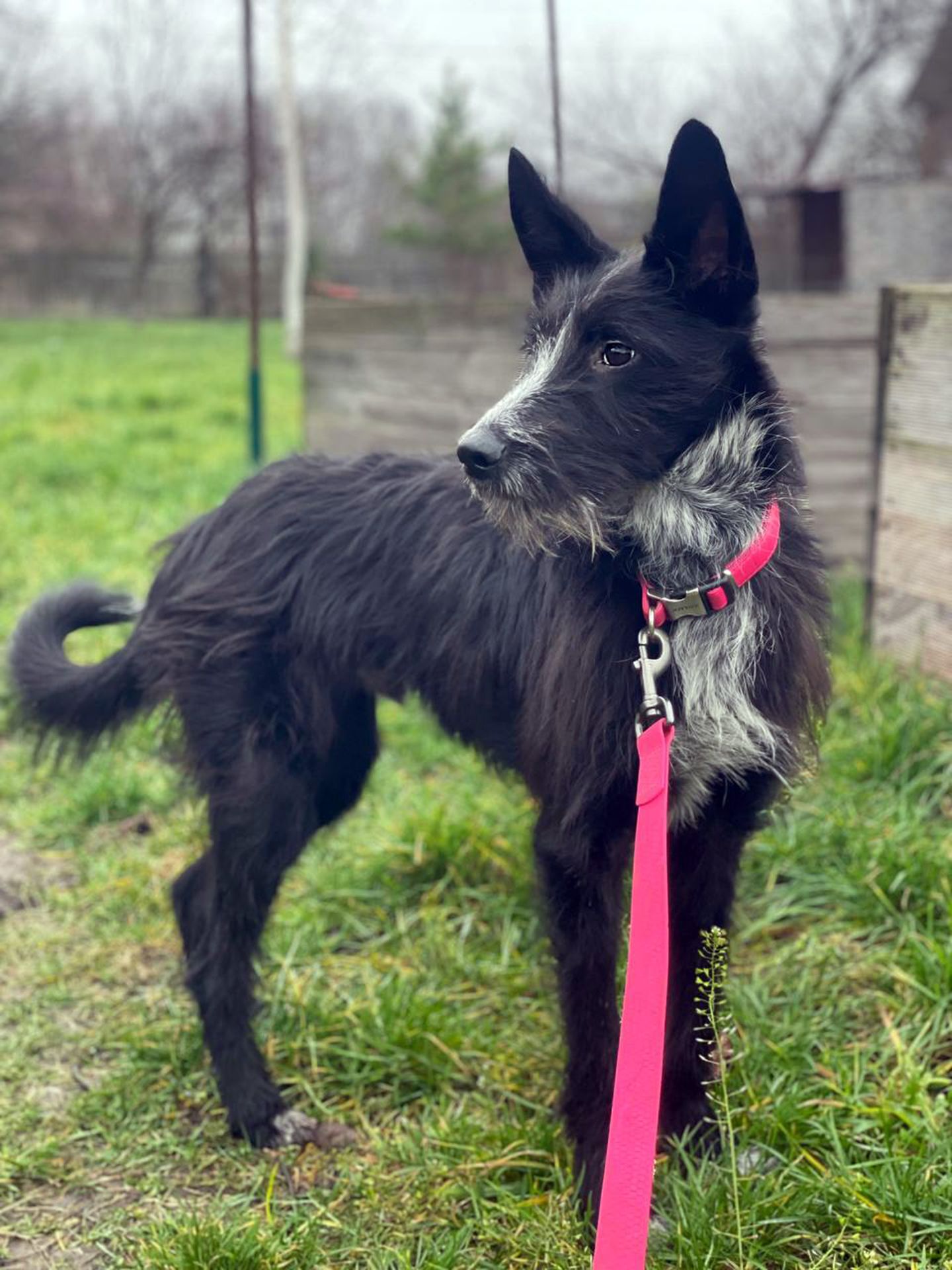 Цуценя Брюс