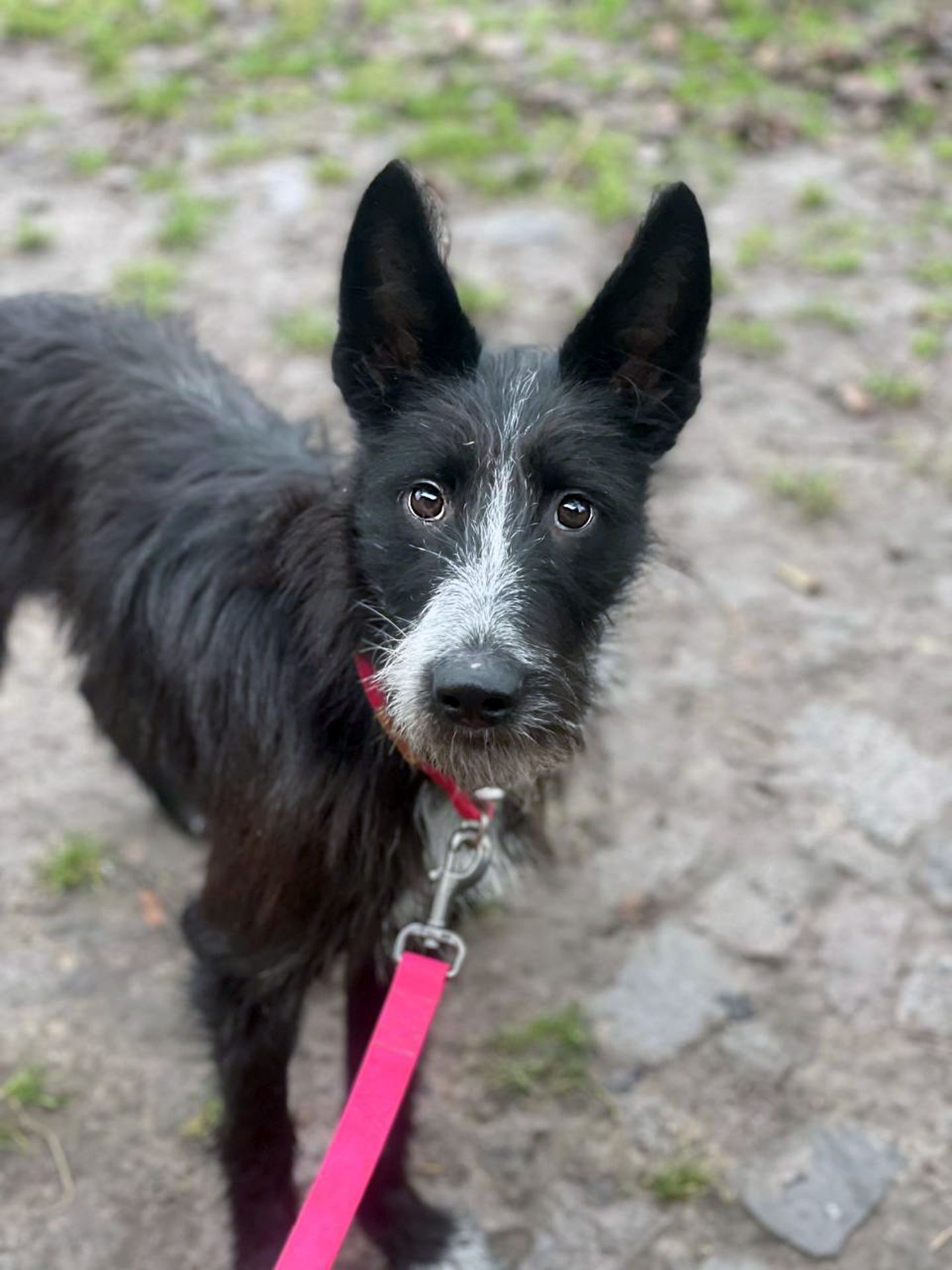 Цуценя Брюс