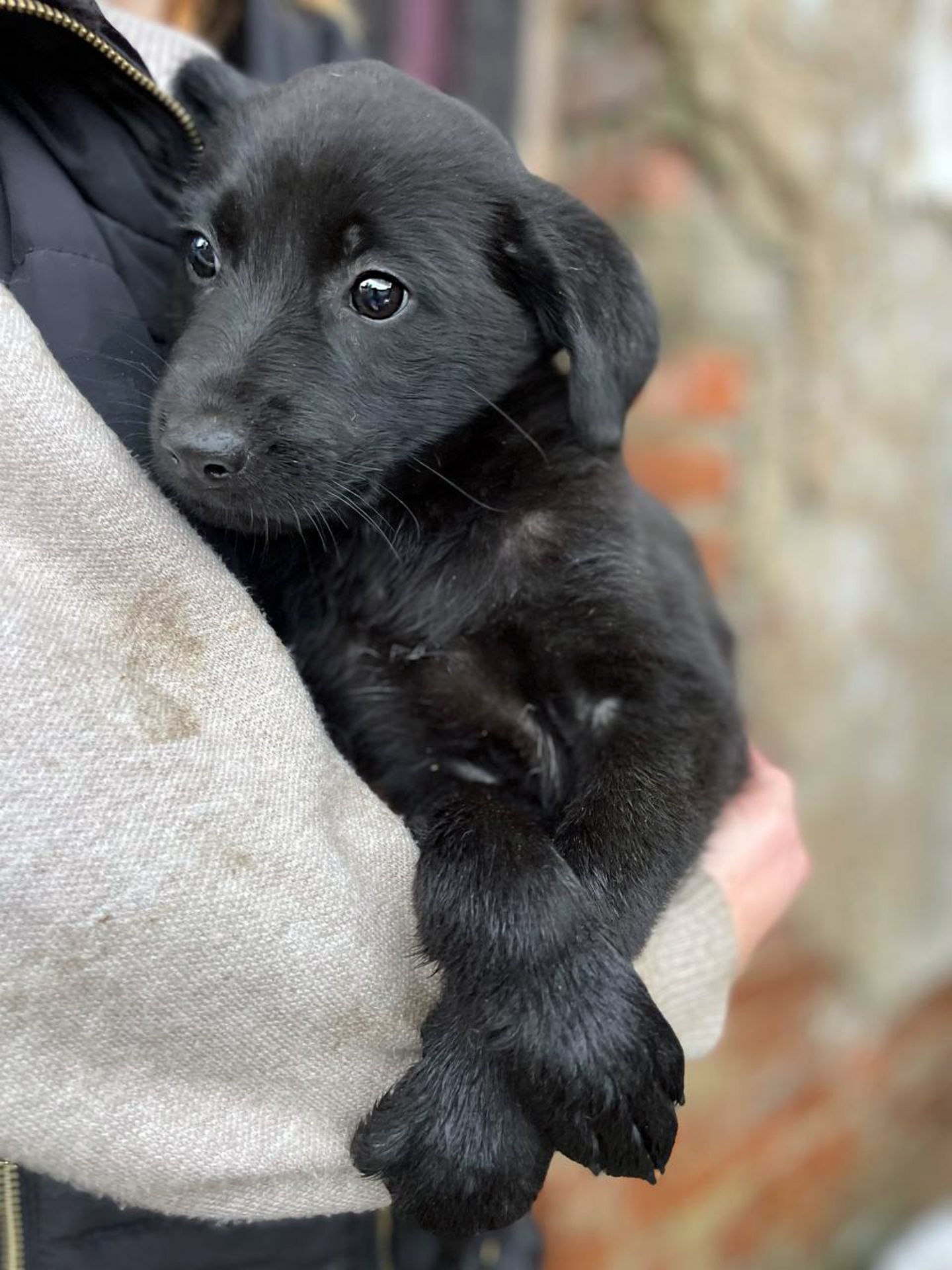 Цуценя Тіана