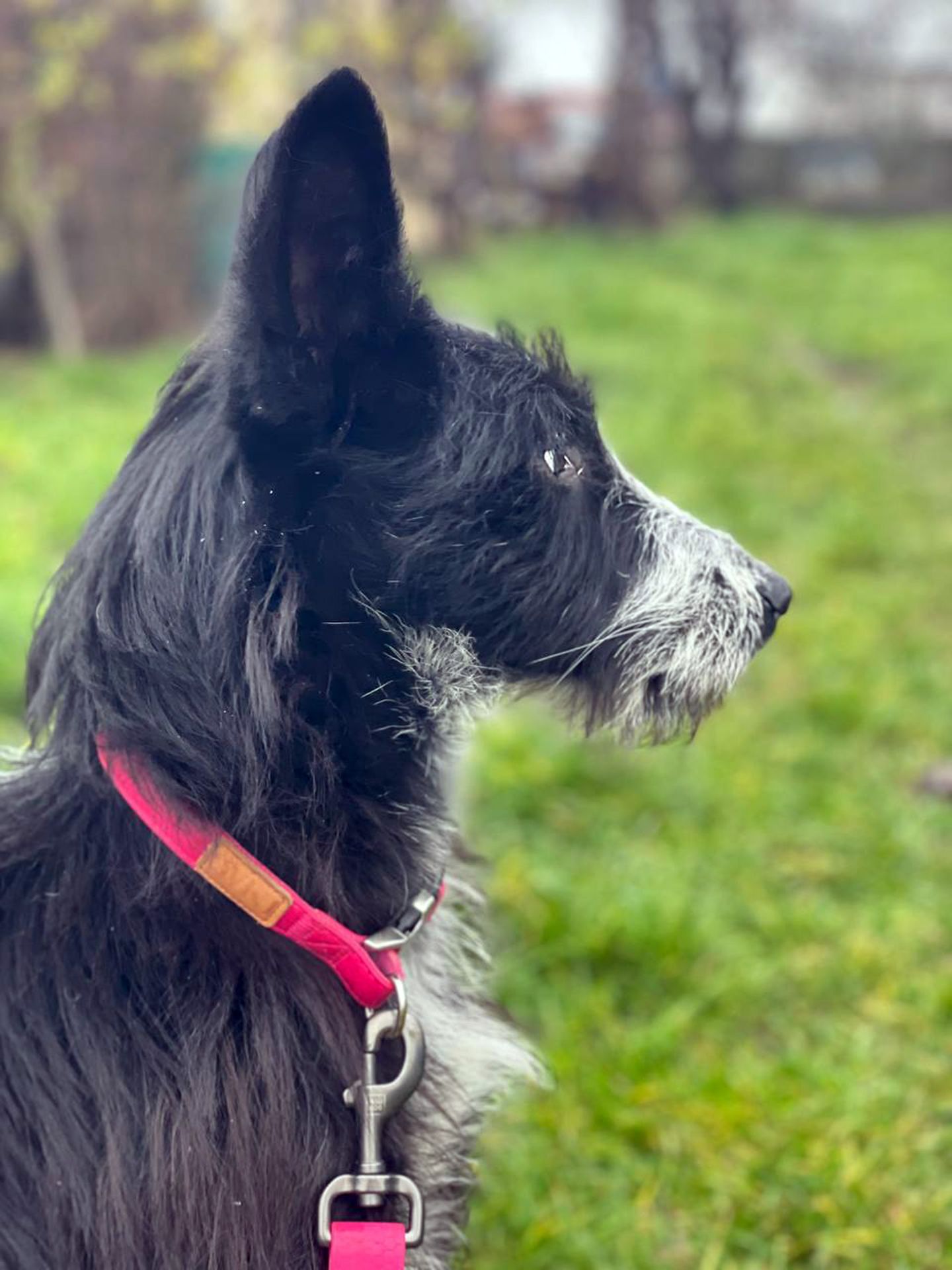 Цуценя Брюс