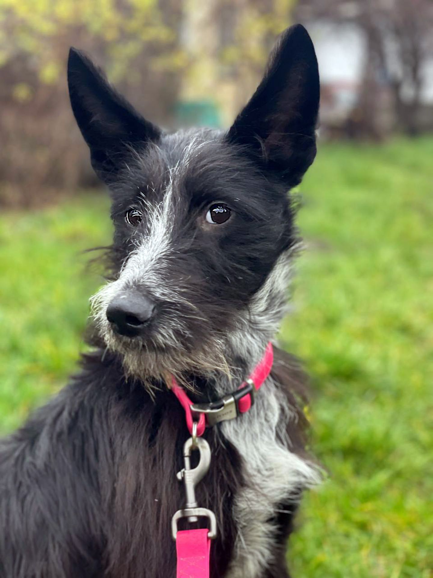 Цуценя Брюс