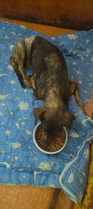 Тайра після переломів