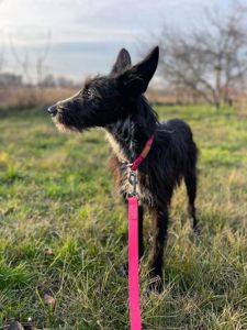 Цуценя Брюс