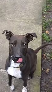 Цуценя Белла