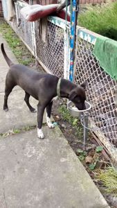 Цуценя Белла