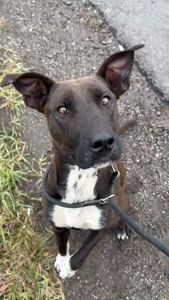 Цуценя Белла