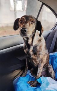 Тайра після переломів