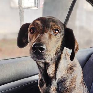 Тайра після переломів