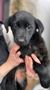 Цуценя Тіана