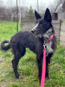 Цуценя Брюс