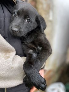 Цуценя Тіана