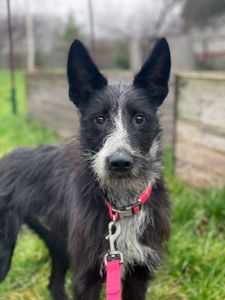 Цуценя Брюс