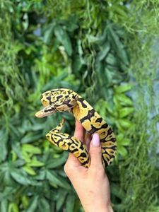 Королівський пітон, регіуси. Королевский питон региус - великий вибір